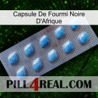 Africa Black Ant Capsule viagra3